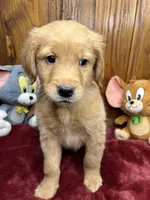 Ready to Go Home AKC Golden Retriever , a male Golden Retriever for sale in White Sulphur Springs, WV – Photo 2 of 2