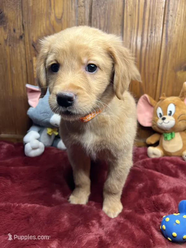 Ready to Go Home AKC Golden Retriever 