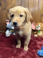 Ready to Go Home AKC Golden Retriever , a male Golden Retriever for sale in White Sulphur Springs, WV – Photo 1 of 2
