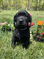 Discounted Ready to Go Black Labrador Retriever , a female Labrador Retriever for sale in White Sulphur Springs, WV – 2 of 2