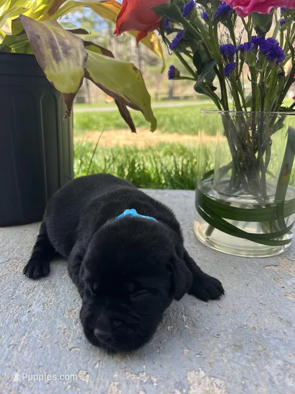 Black Labrador Retriever  – Labrador Retriever puppy for sale in White Sulphur Springs, WV