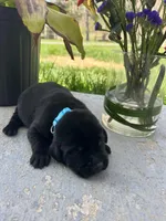 Black Labrador Retriever , a male Labrador Retriever for sale in White Sulphur Springs, WV – Photo 2 of 2