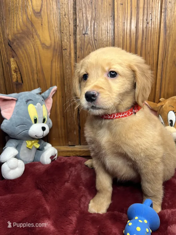 Ready to Go Home AKC Golden Retriever