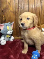 Ready to Go Home AKC Golden Retriever, a male Golden Retriever for sale in White Sulphur Springs, WV – Photo 1 of 2