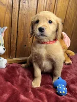 Ready to Go Home AKC Golden Retriever, a male Golden Retriever for sale in White Sulphur Springs, WV – Photo 2 of 2