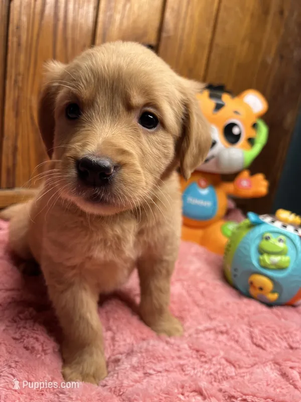 AKC Golden Retriever