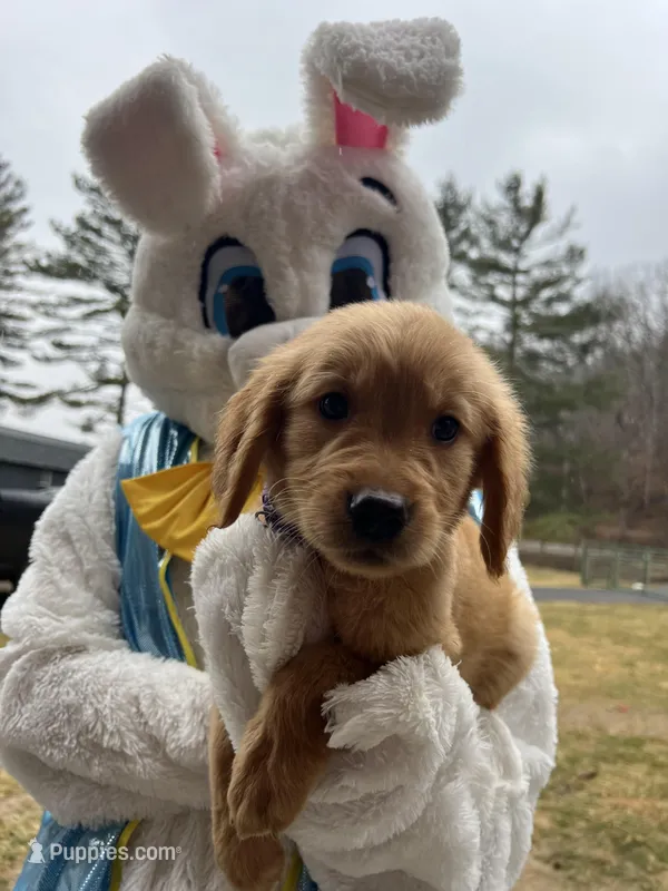 Ready to Go Home AKC Golden Retriever