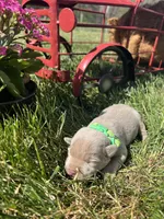 AKC Silver Labrador Retriever , a male Labrador Retriever for sale in White Sulphur Springs, WV – Photo 2 of 2