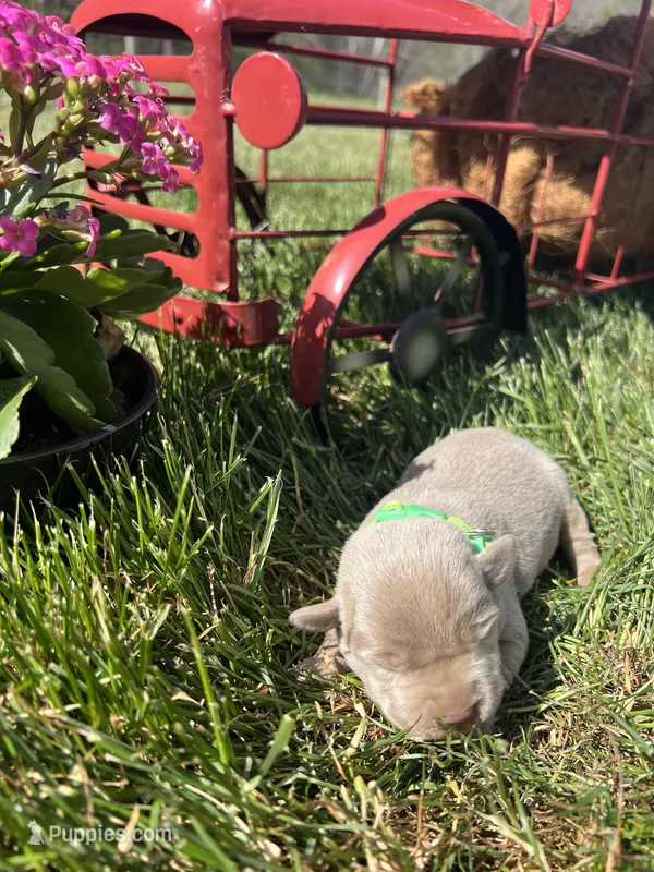 AKC Silver Labrador Retriever  – Labrador Retriever puppy for sale in White Sulphur Springs, WV