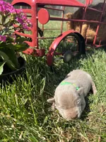 AKC Silver Labrador Retriever , a male Labrador Retriever for sale in White Sulphur Springs, WV – Photo 1 of 2