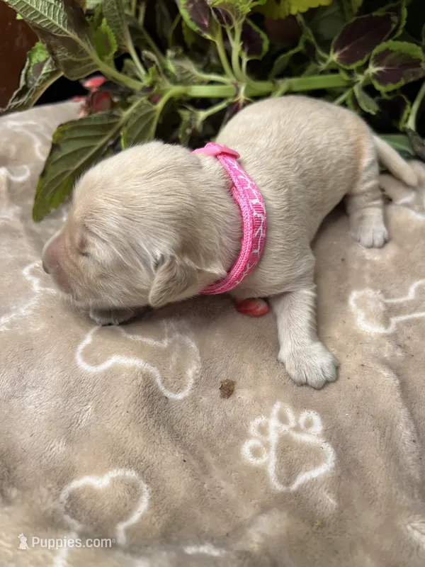 AKC Golden Retriever  – Golden Retriever puppy for sale in White Sulphur Springs, WV
