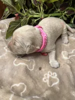 AKC Golden Retriever , a female Golden Retriever for sale in White Sulphur Springs, WV – 1 of 2