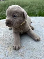 AKC Silver Labrador Retriever , a male Labrador Retriever for sale in White Sulphur Springs, WV – 3 of 4