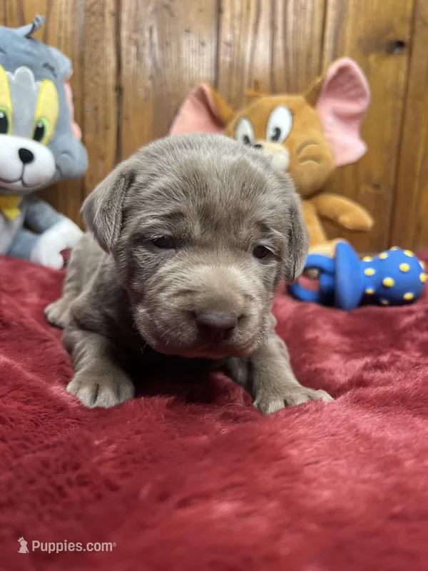 AKC Silver Labrador Retriever 