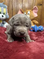 AKC Silver Labrador Retriever , a female Labrador Retriever for sale in White Sulphur Springs, WV – Photo 1 of 4