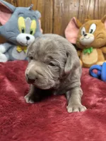 AKC Silver Labrador Retriever , a female Labrador Retriever for sale in White Sulphur Springs, WV – Photo 4 of 4