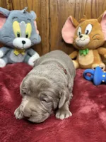 AKC Silver Labrador Retriever , a female Labrador Retriever for sale in White Sulphur Springs, WV – Photo 3 of 4