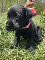 Ready to Go Black Labrador Retriever , a female Labrador Retriever for sale in White Sulphur Springs, WV – 2 of 2