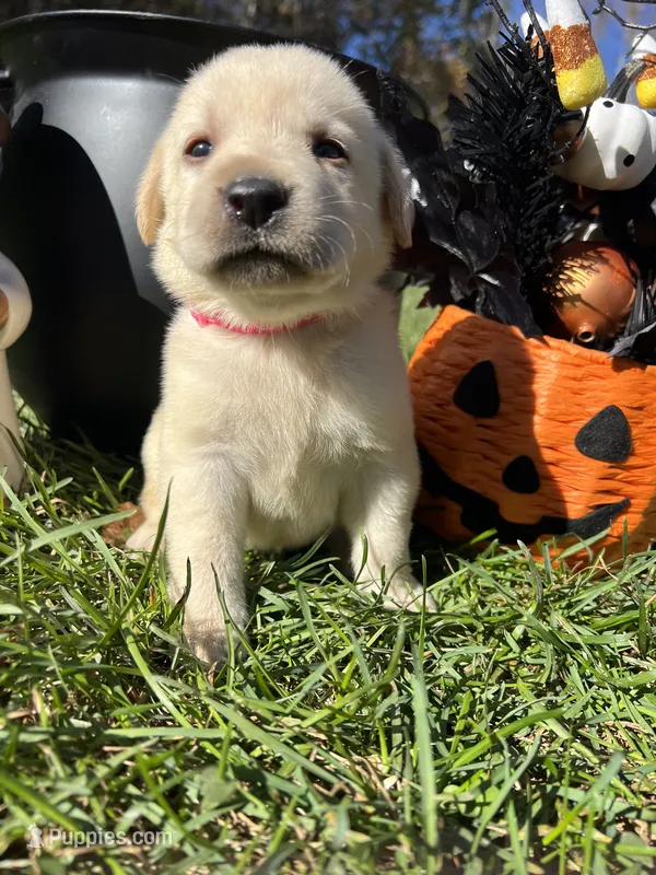 AKC Labrador Retriever  – Labrador Retriever puppy for sale in White Sulphur Springs, WV