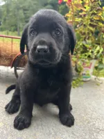 Ready to Go AKC Labrador Retriever , a male Labrador Retriever for sale in White Sulphur Springs, WV – 2 of 2