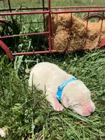 AKC Yellow Labrador Retriever , a male Labrador Retriever for sale in White Sulphur Springs, WV – 2 of 2