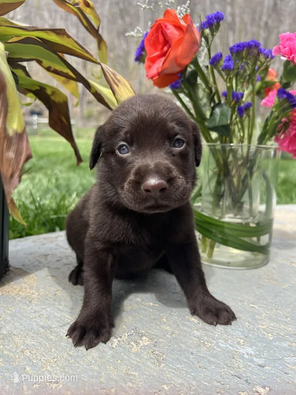 AKC Chocolate Labrador Retriever  – Labrador Retriever puppy for sale in White Sulphur Springs, WV