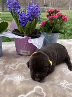 AKC Chocolate Labrador Retriever , a female Labrador Retriever for sale in White Sulphur Springs, WV – Photo 2 of 2