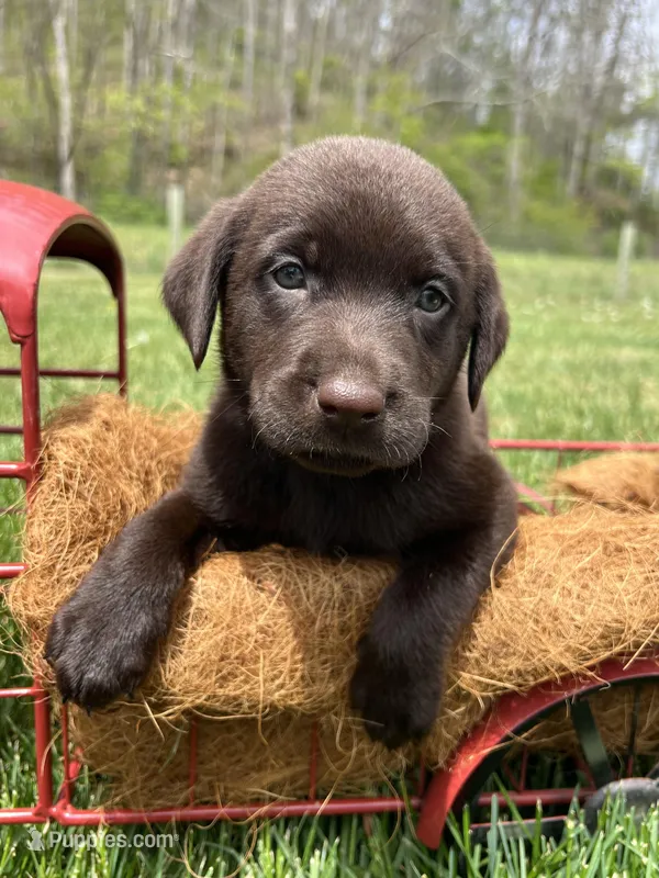 Ready to Go AKC Chocolate Labrador Retriever  – Labrador Retriever puppy for sale in White Sulphur Springs, WV