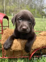 Ready to Go AKC Chocolate Labrador Retriever , a male Labrador Retriever for sale in White Sulphur Springs, WV – Photo 1 of 2