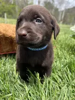 Ready to Go AKC Chocolate Labrador Retriever , a male Labrador Retriever for sale in White Sulphur Springs, WV – Photo 2 of 2