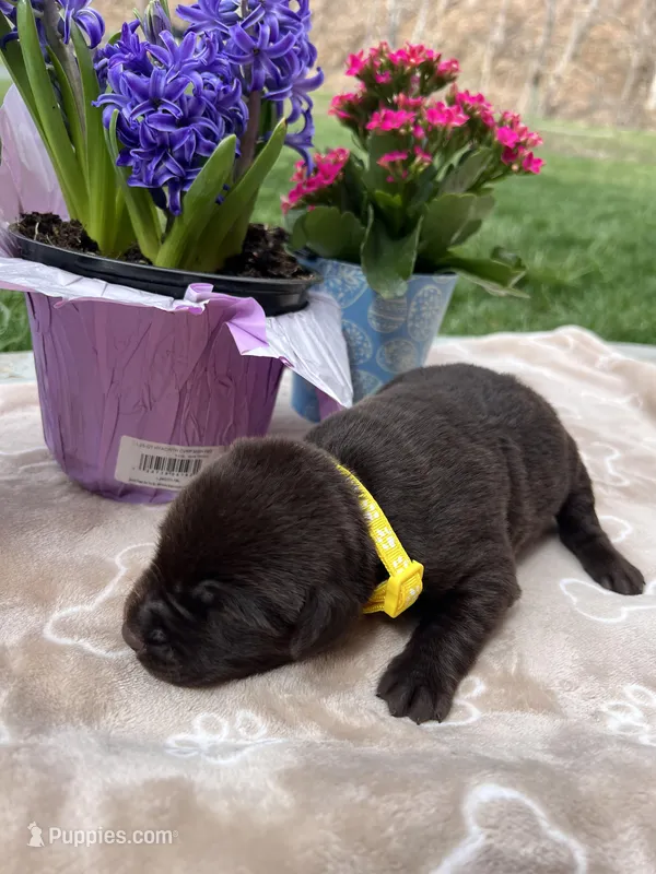 AKC Chocolate Labrador Retriever  – Labrador Retriever puppy for sale in White Sulphur Springs, WV