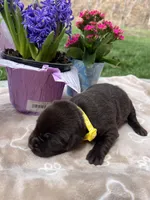 AKC Chocolate Labrador Retriever , a female Labrador Retriever for sale in White Sulphur Springs, WV – Photo 1 of 2