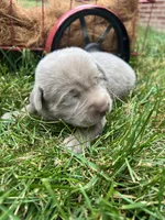 AKC Silver Labrador Retriever , a male Labrador Retriever for sale in White Sulphur Springs, WV – 2 of 2