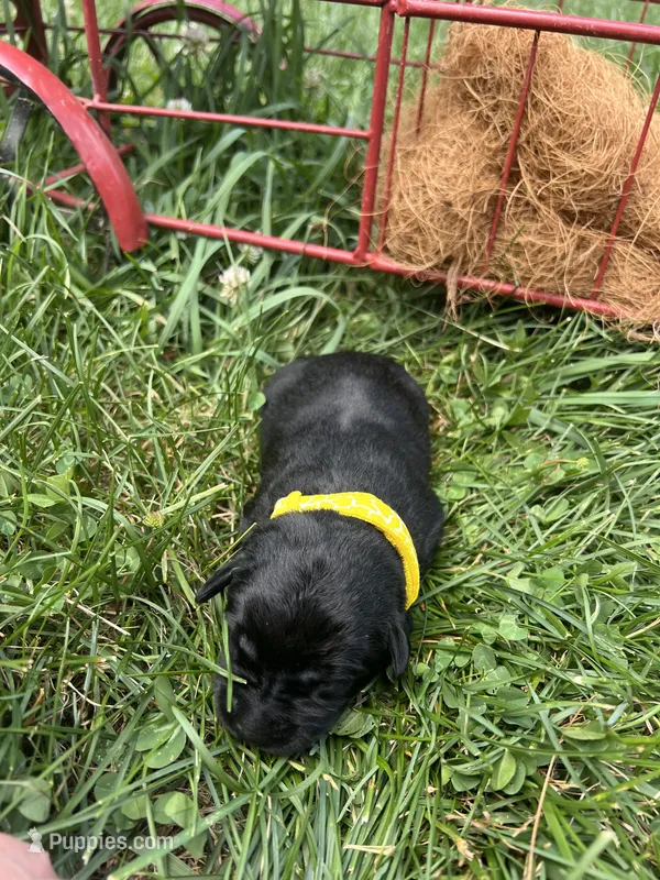 AKC Black Labrador Retriever  – Labrador Retriever puppy for sale in White Sulphur Springs, WV