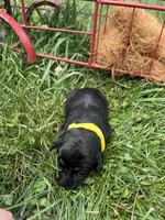 AKC Black Labrador Retriever , a male Labrador Retriever for sale in White Sulphur Springs, WV – 1 of 2