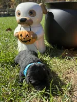 AKC Black Labrador Retriever , a male Labrador Retriever for sale in White Sulphur Springs, WV – 1 of 2
