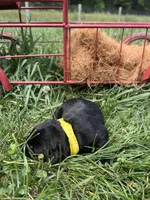 AKC Black Labrador Retriever , a male Labrador Retriever for sale in White Sulphur Springs, WV – 2 of 2
