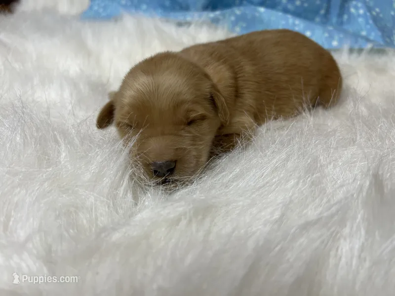Expecting AKC Golden Retriever  – Golden Retriever puppy for sale in White Sulphur Springs, WV