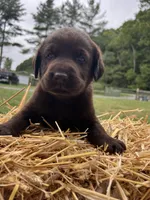 AKC Labrador Retriever , a male Labrador Retriever for sale in White Sulphur Springs, WV – 2 of 2