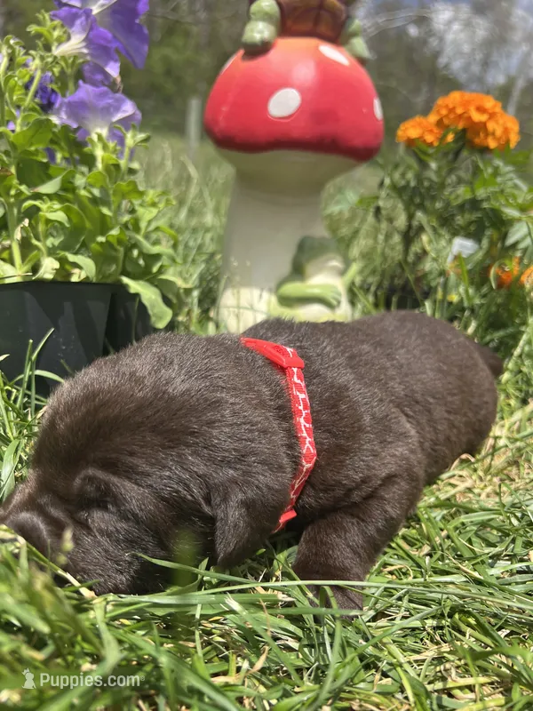 AKC Chocolate Labrador Retriever  – Labrador Retriever puppy for sale in White Sulphur Springs, WV