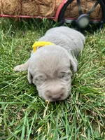 AKC Silver Labrador Retriever , a male Labrador Retriever for sale in White Sulphur Springs, WV – 2 of 2