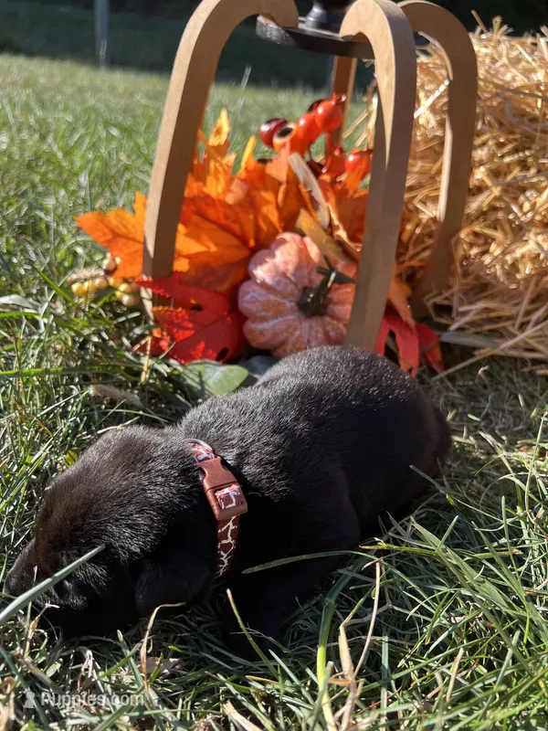 AKC Black Labrador Retriever  – Labrador Retriever puppy for sale in White Sulphur Springs, WV