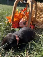 AKC Black Labrador Retriever , a female Labrador Retriever for sale in White Sulphur Springs, WV – 1 of 2