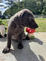 Discounted Ready to Go Charcoal Labrador Retriever , a male Labrador Retriever for sale in White Sulphur Springs, WV – 2 of 2