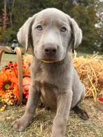Discounted Ready to Go AKC Silver Labrador Retriever , a male Labrador Retriever for sale in White Sulphur Springs, WV – 2 of 2