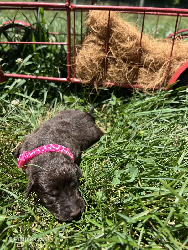 AKC Chocolate Labrador Retriever  – Labrador Retriever puppy for sale in White Sulphur Springs, WV