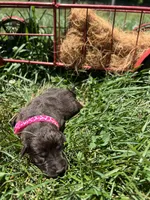 AKC Chocolate Labrador Retriever , a female Labrador Retriever for sale in White Sulphur Springs, WV – 1 of 2