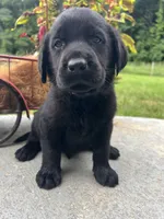 Ready to Go AKC Black Labrador Retriever , a male Labrador Retriever for sale in White Sulphur Springs, WV – 2 of 2