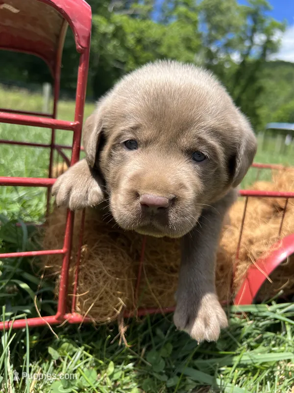 AKC Silver Labrador Retriever  – Labrador Retriever puppy for sale in White Sulphur Springs, WV