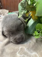 AKC Silver Labrador Retriever , a male Labrador Retriever for sale in White Sulphur Springs, WV – 2 of 2